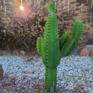 Cactus Succulent 9"